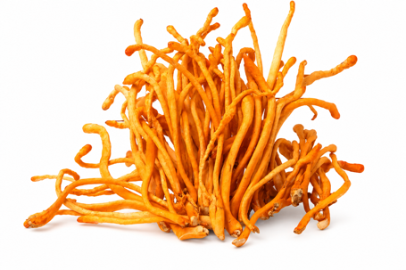 Hongo Cordyceps real
