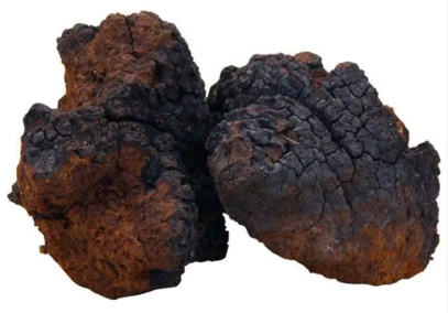 Hongo Chaga real