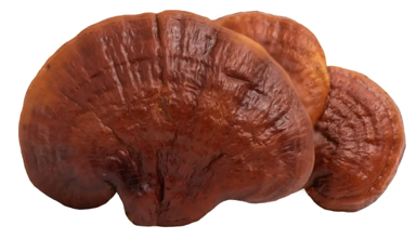 Hongo Reishi real
